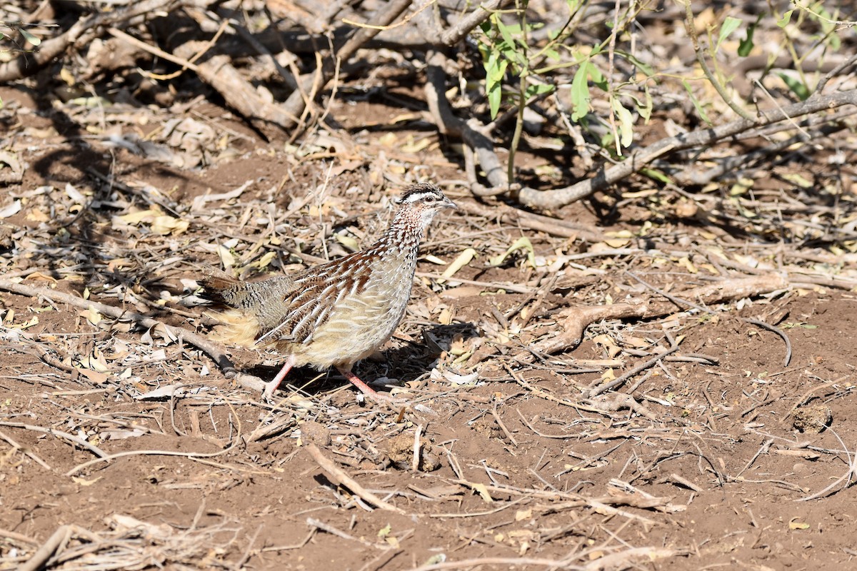 Crested Francolin - ML473988931