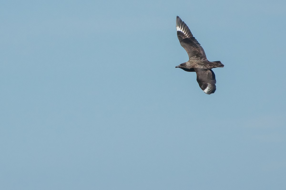 Great Skua - Magnus Persmark