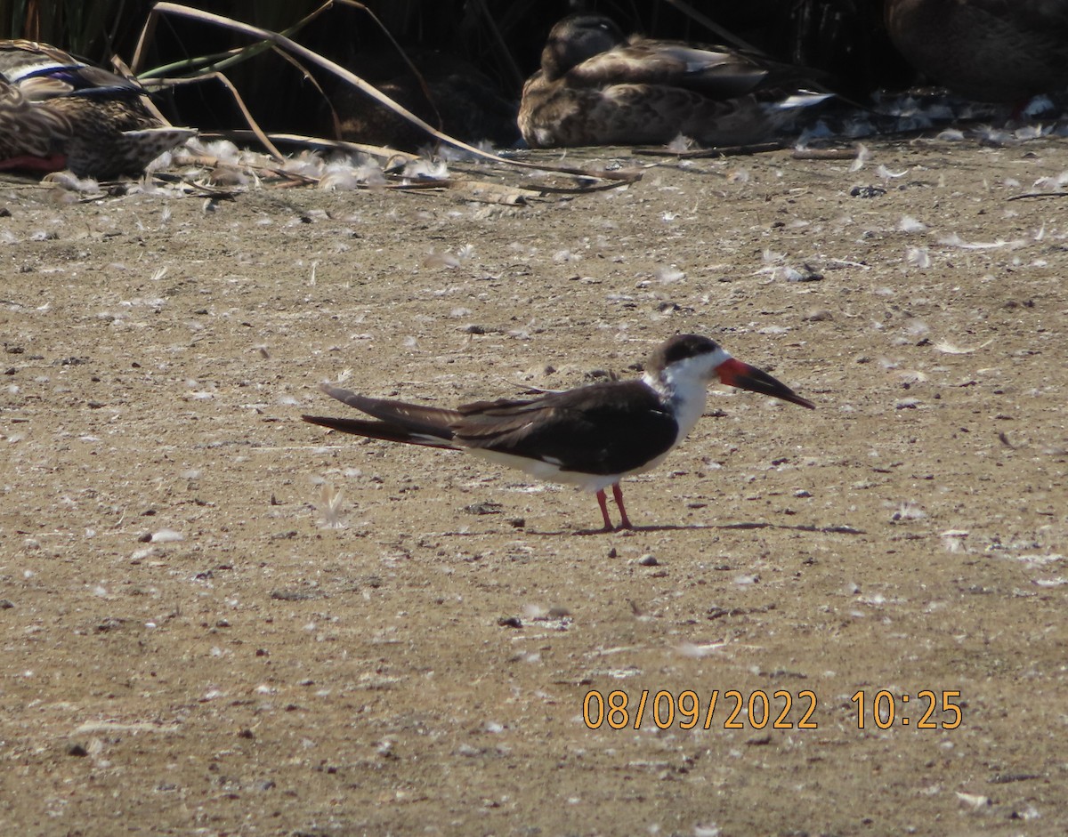 Black Skimmer - ML473989061