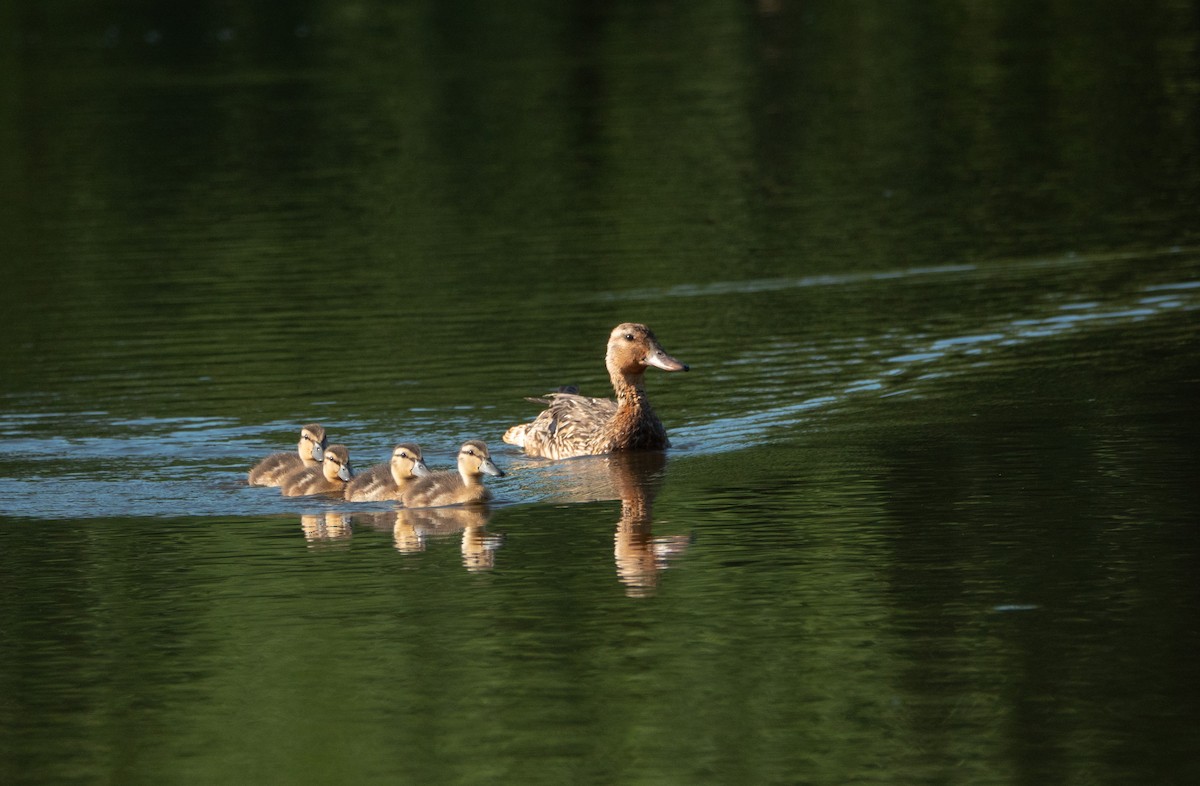 Stockente - ML473990021