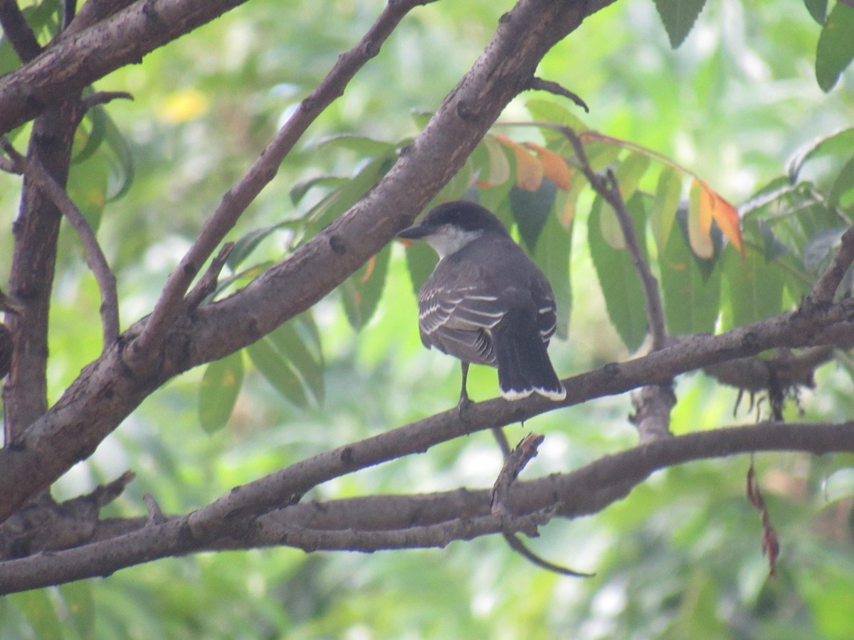 Eastern Kingbird - ML473990371