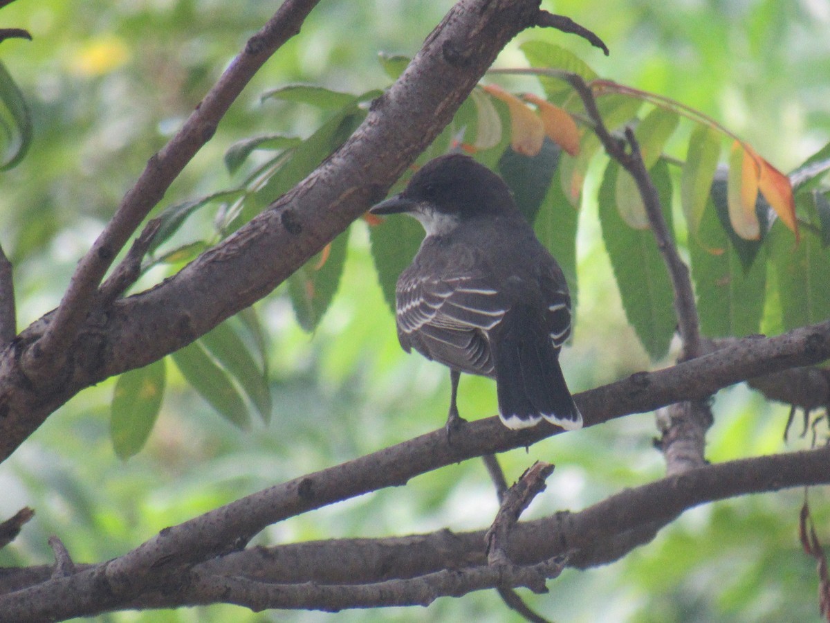 Eastern Kingbird - ML473990381