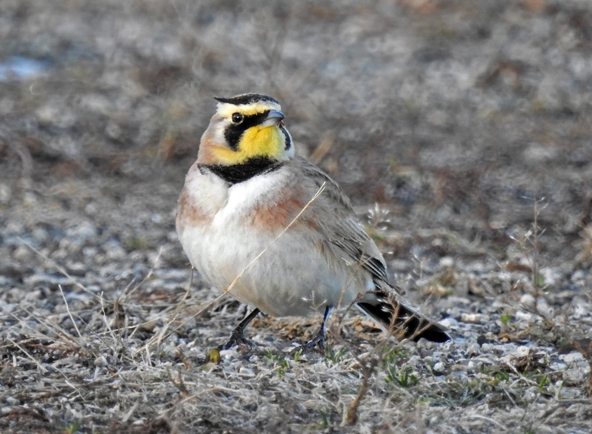 Horned Lark - Brian Tinker