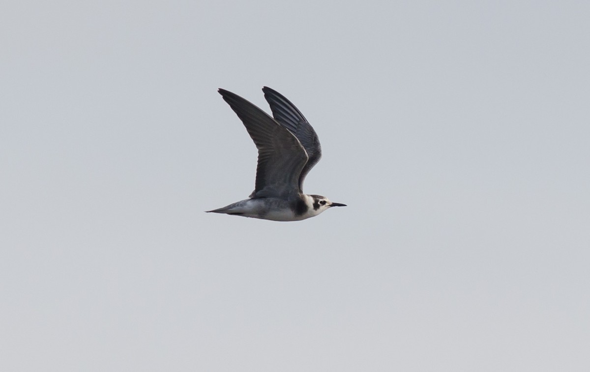 Black Tern - Alix d'Entremont