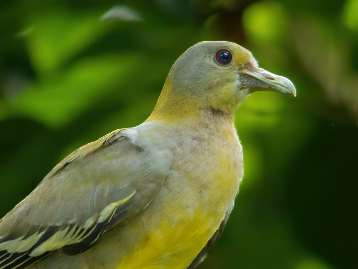 Yellow-footed Green-Pigeon - Dipankar Dev