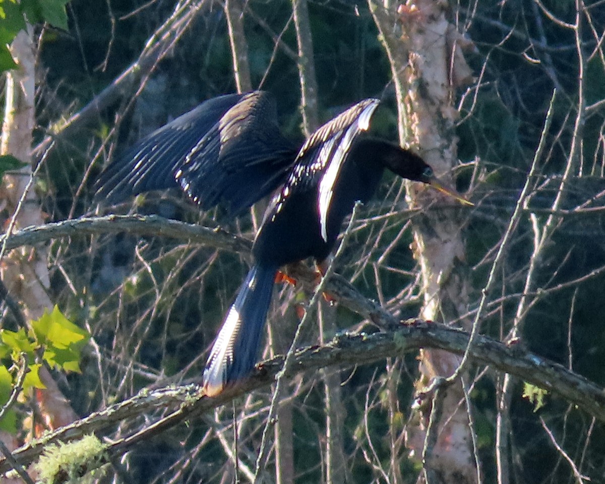Anhinga - ML473993301