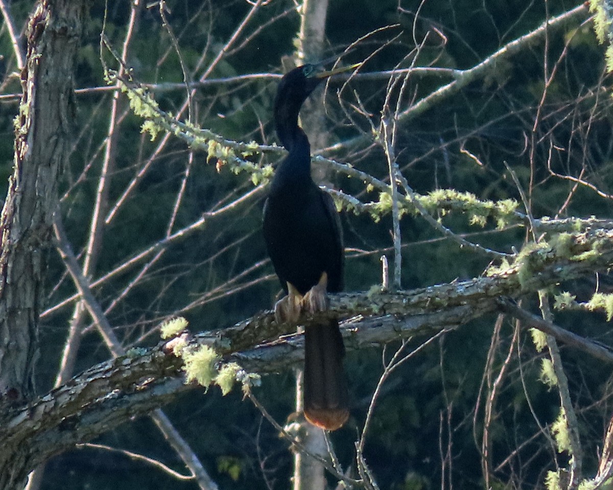 Anhinga - ML473993311