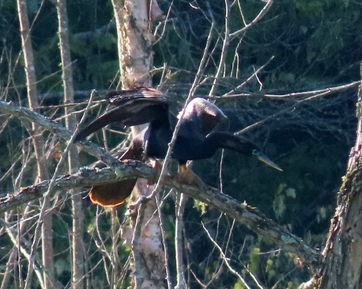 Anhinga - ML473993321