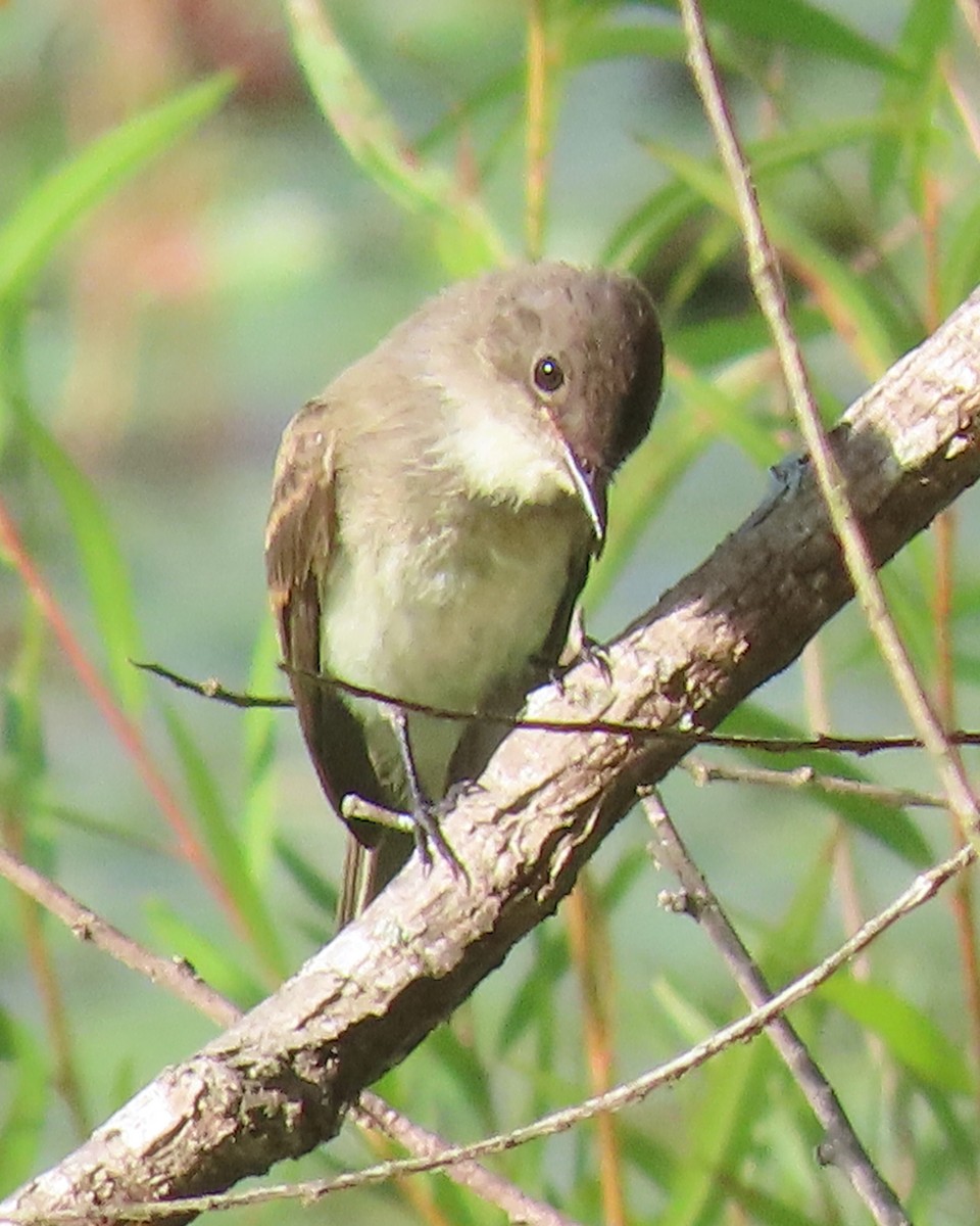 Eastern Phoebe - ML473993371