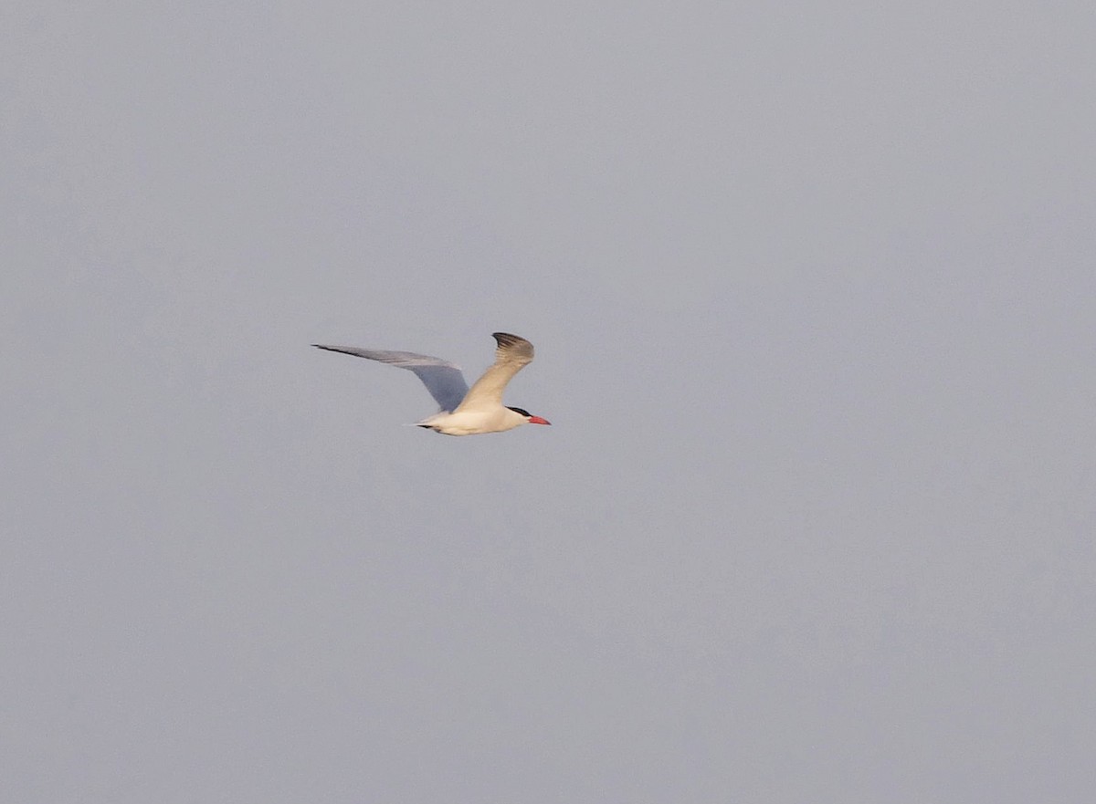 Caspian Tern - Jonathan Irons