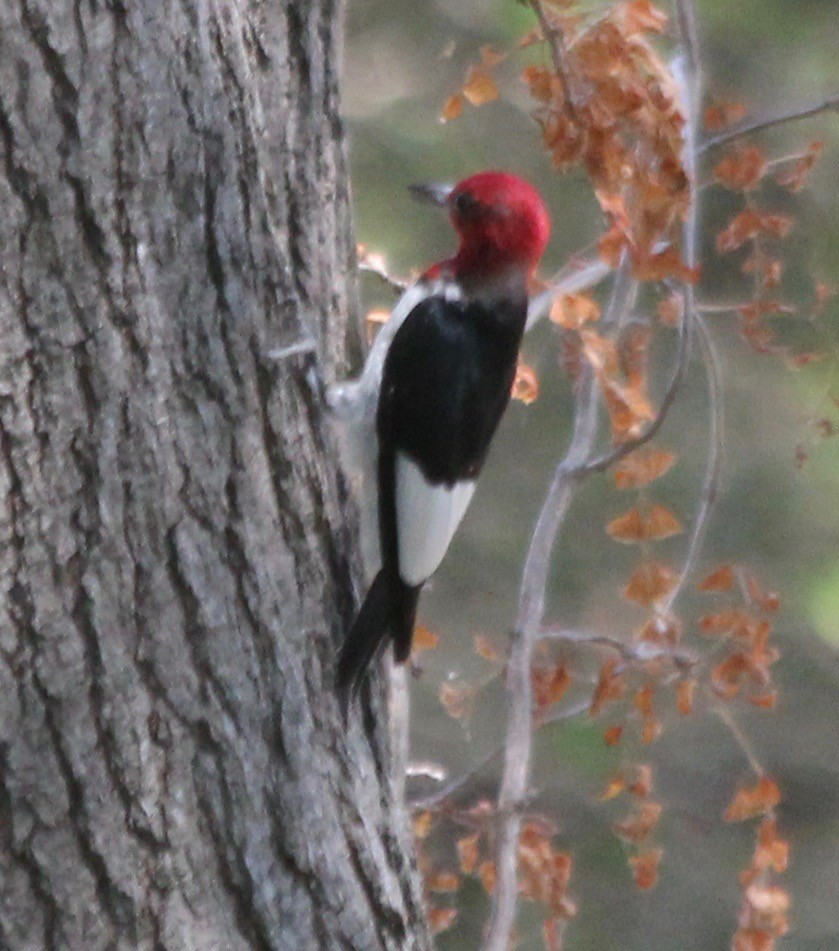 Red-headed Woodpecker - ML473994561