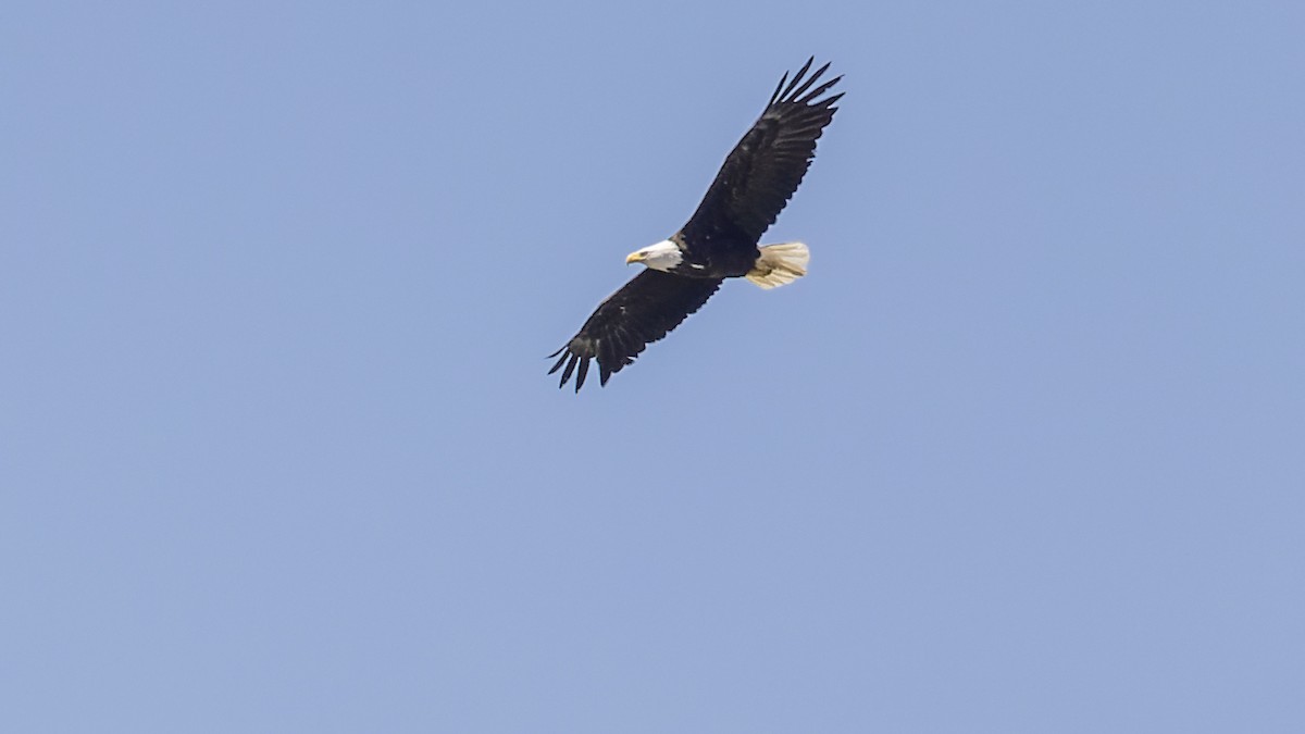 Bald Eagle - ML473995031