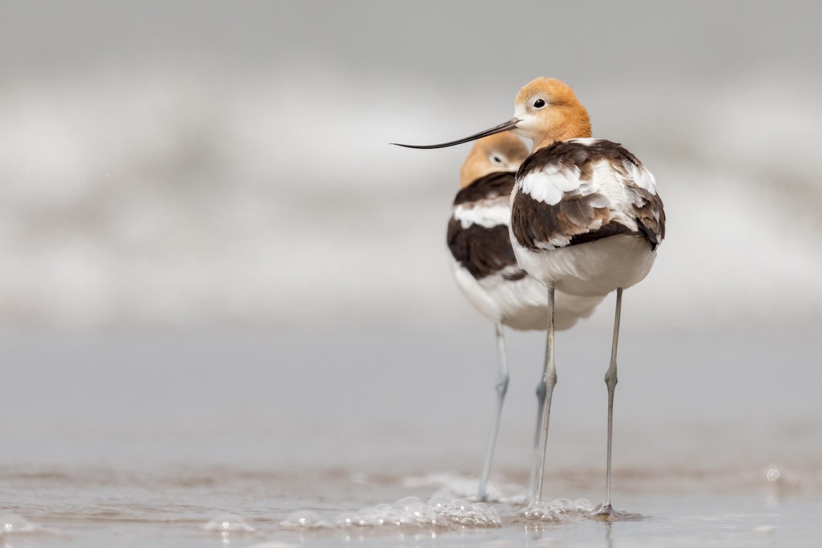 American Avocet - ML473995471