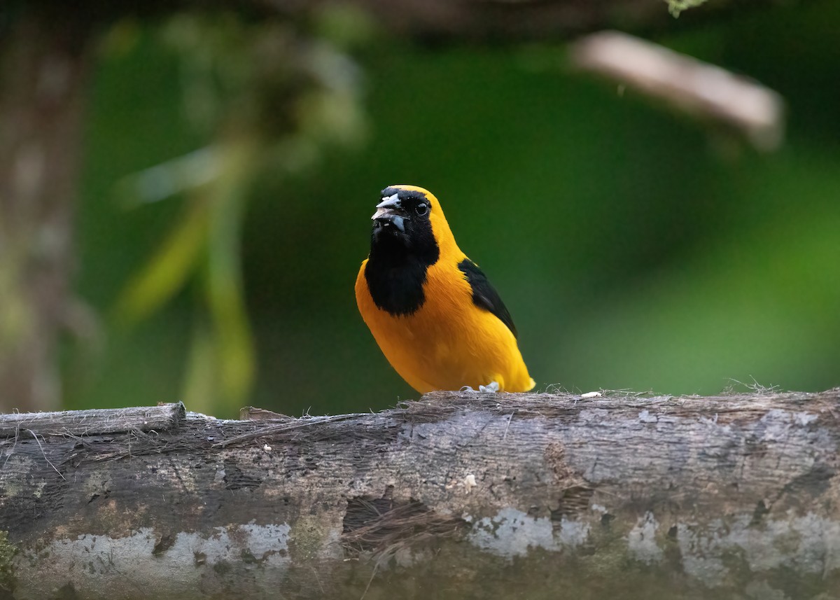 Yellow-backed Oriole - ML473996961