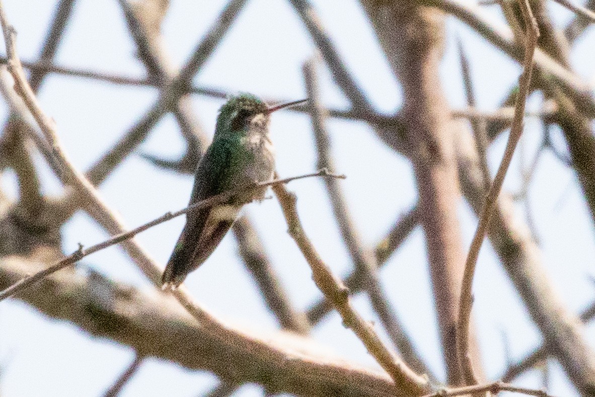 Canivet's Emerald - ML473997691