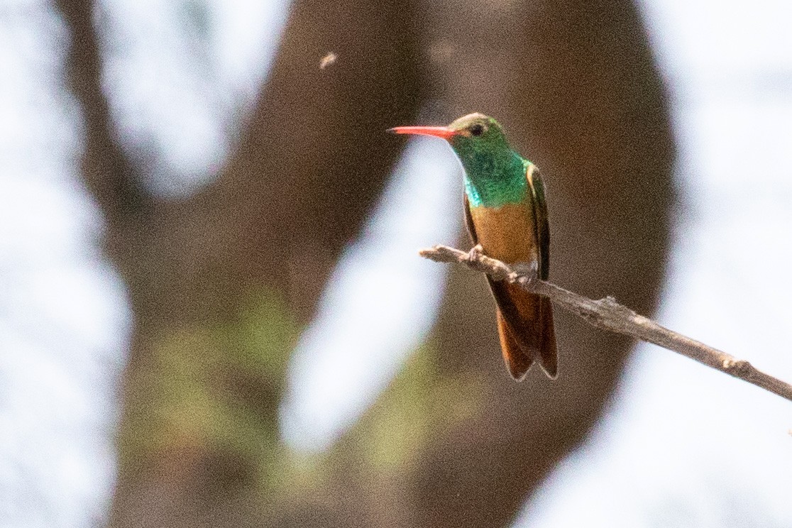 Buff-bellied Hummingbird - Sue Wright