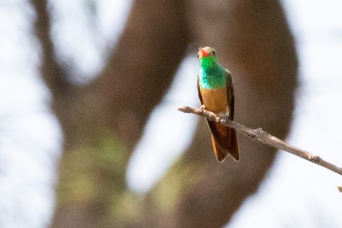 Buff-bellied Hummingbird - Sue Wright