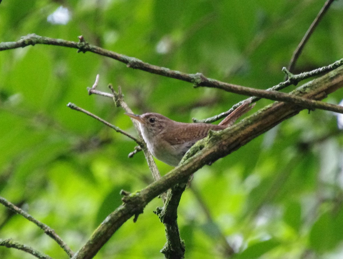 House Wren - Daniel Gallagher