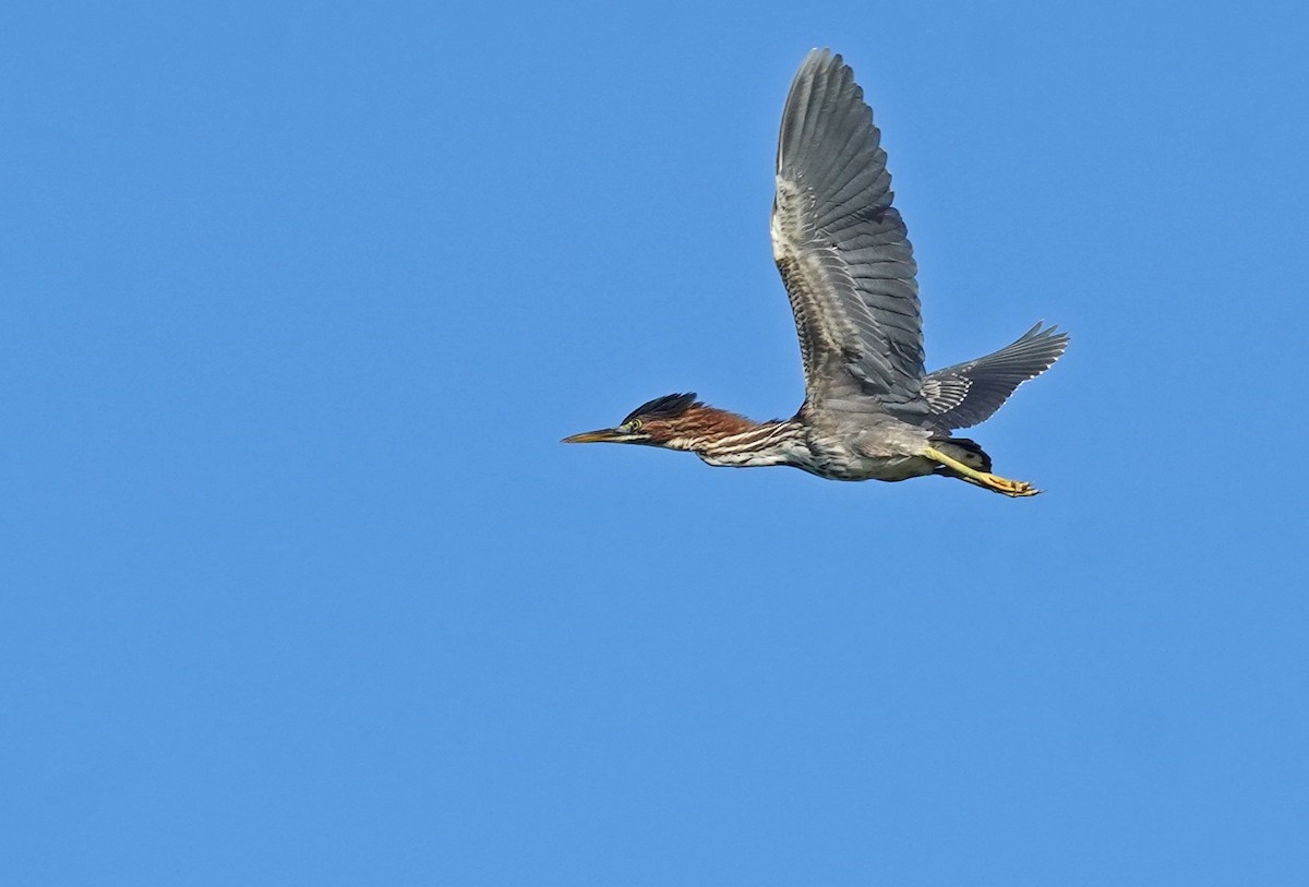 Green Heron - ML473999081