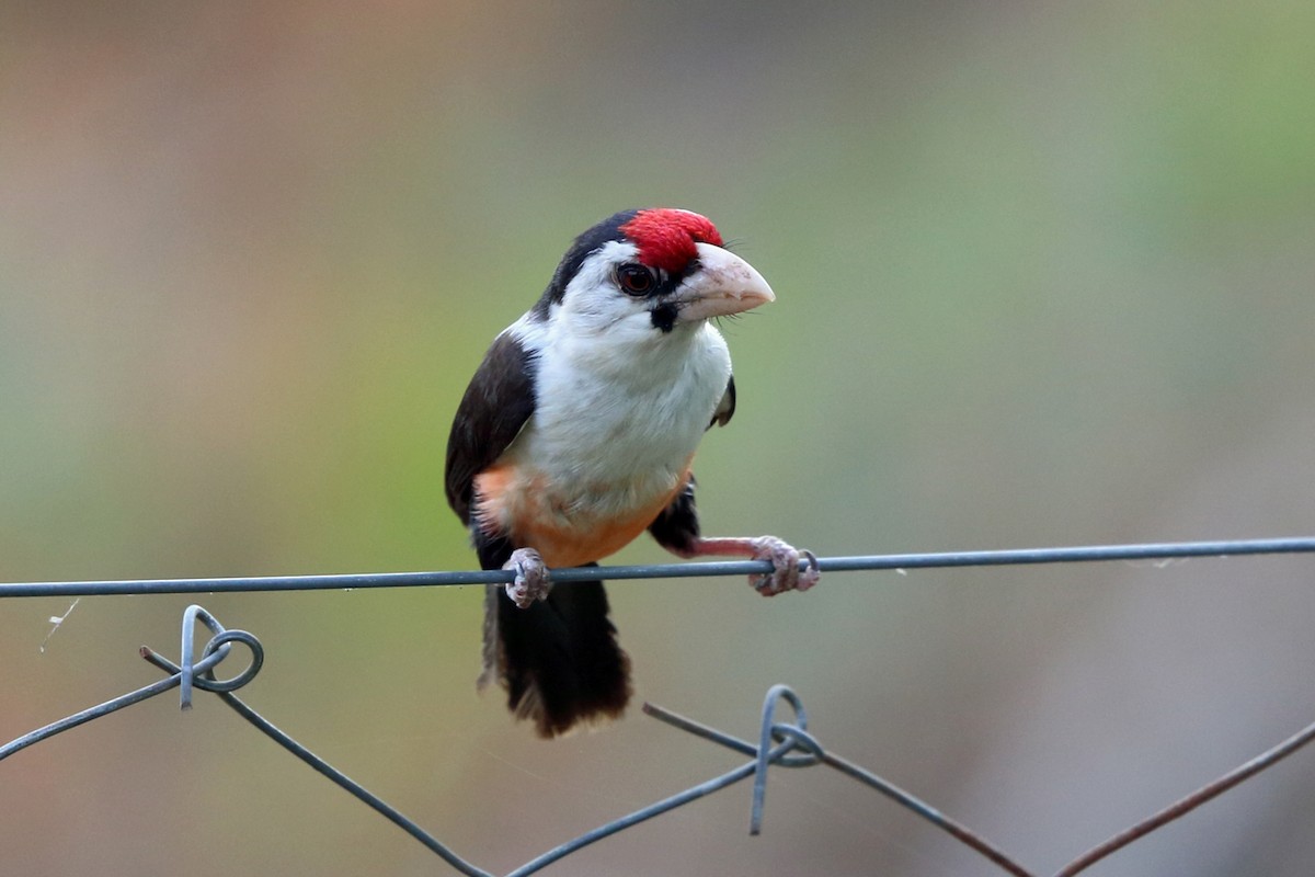 Black-backed Barbet (Black-backed) - ML47399911