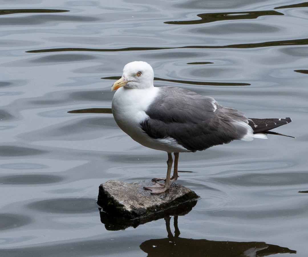 Lesser Black-backed Gull - ML474000091