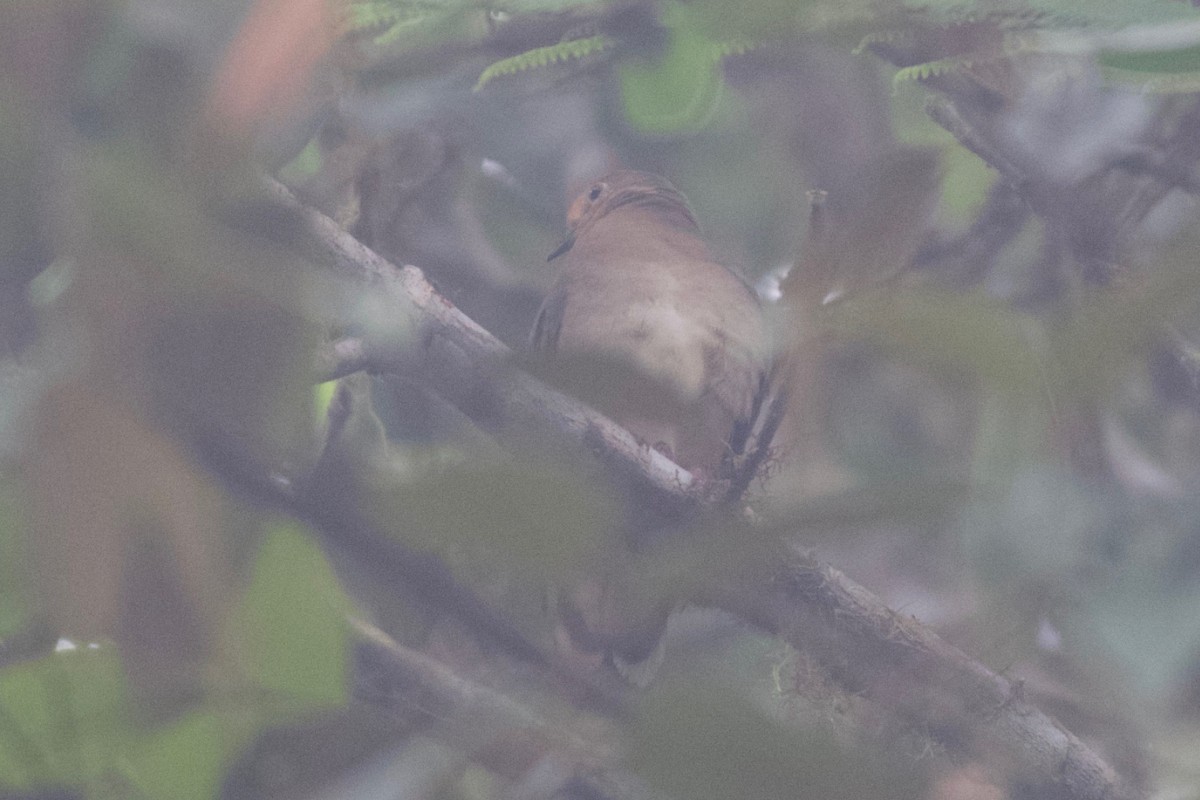 Maroon-chested Ground Dove - ML474000241