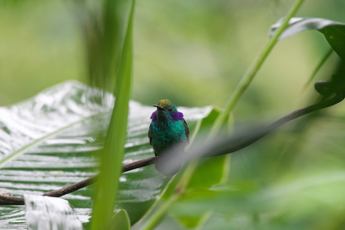 ヒメミドリハチドリ（cyanotus／crissalis） - ML474000671