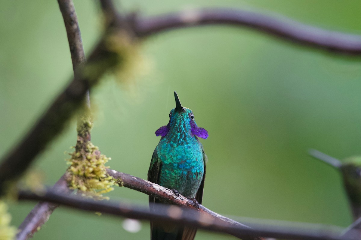 Зелоногрудый фиалкоух (cyanotus/crissalis) - ML474000681