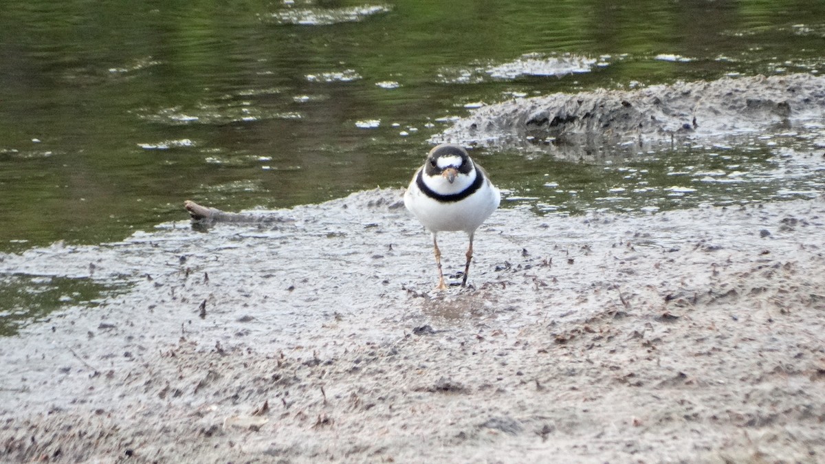 Semipalmated Plover - ML474001221