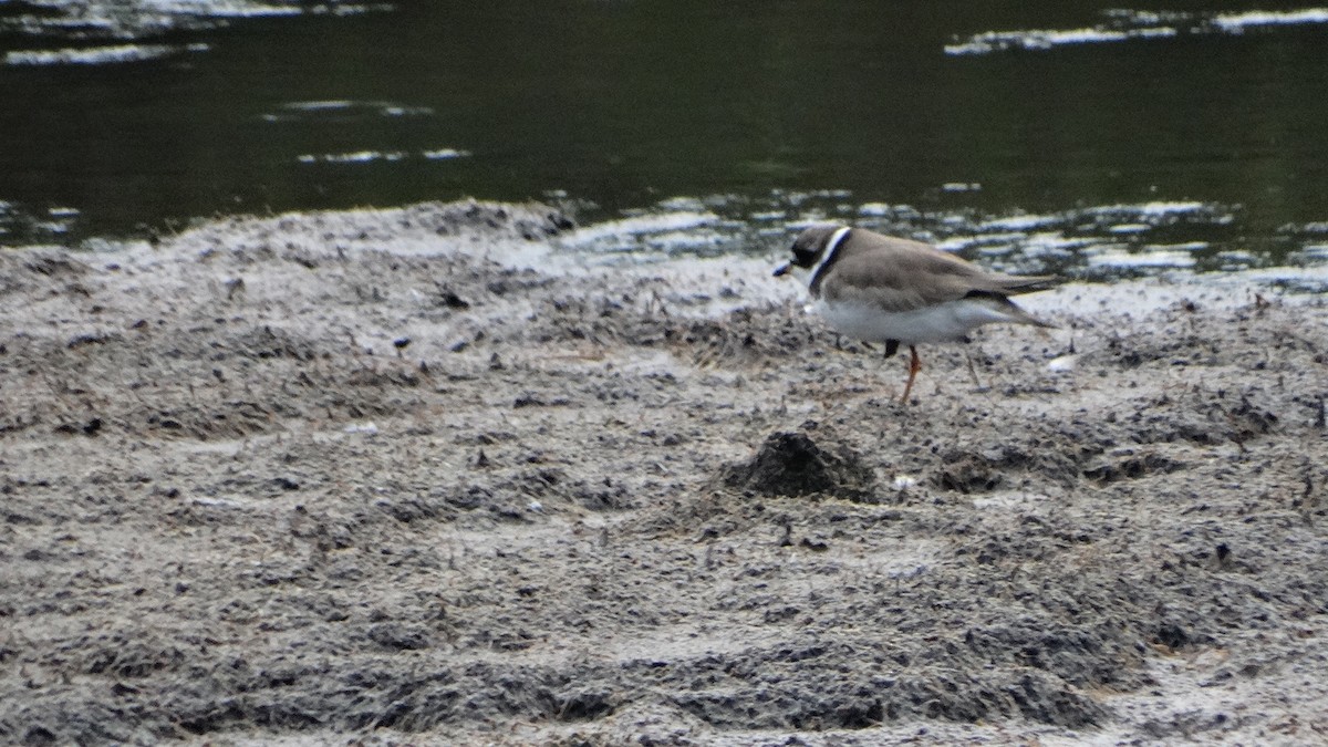 Semipalmated Plover - ML474001231