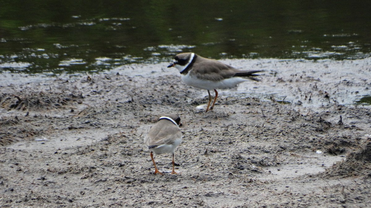 Semipalmated Plover - ML474001241