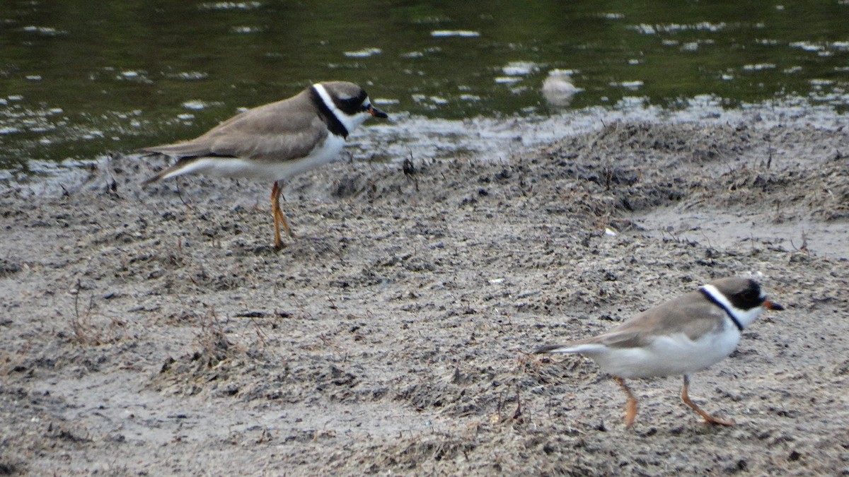 Semipalmated Plover - ML474001251
