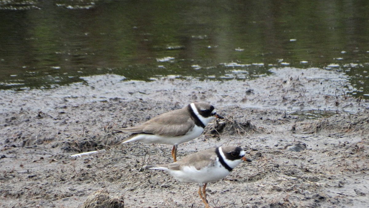 Semipalmated Plover - ML474001261