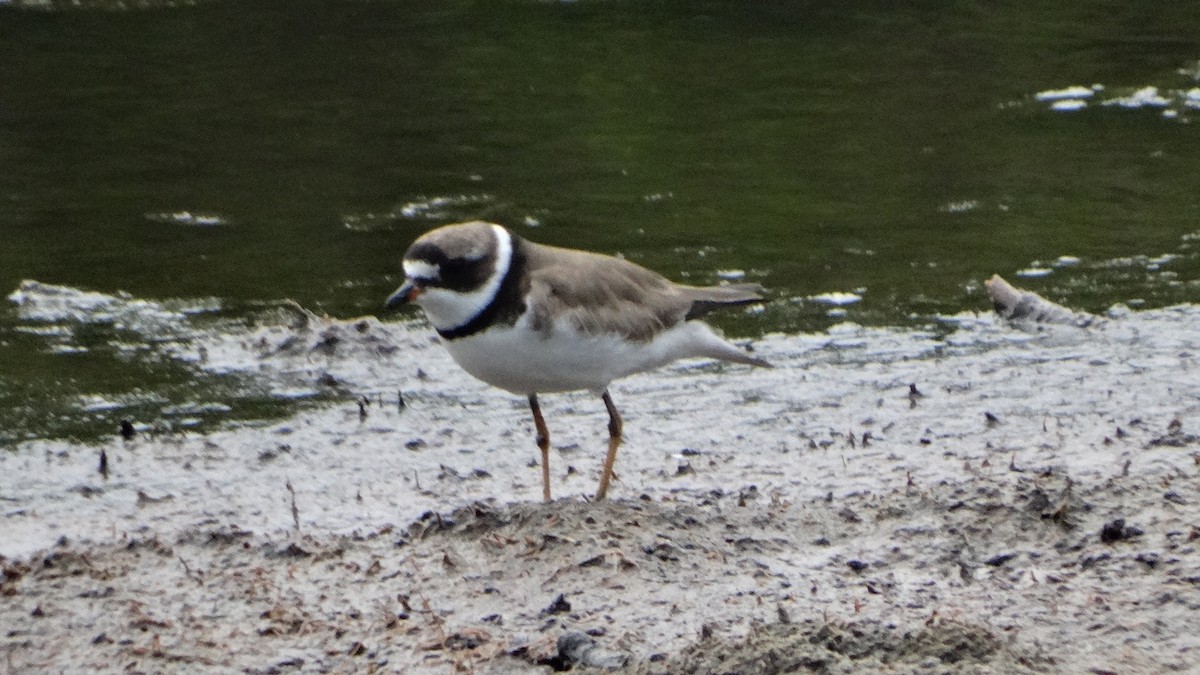 Semipalmated Plover - ML474001271