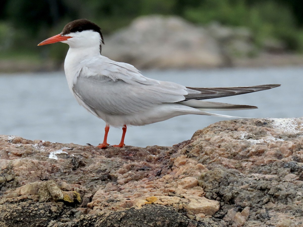 Common Tern - ML474002781