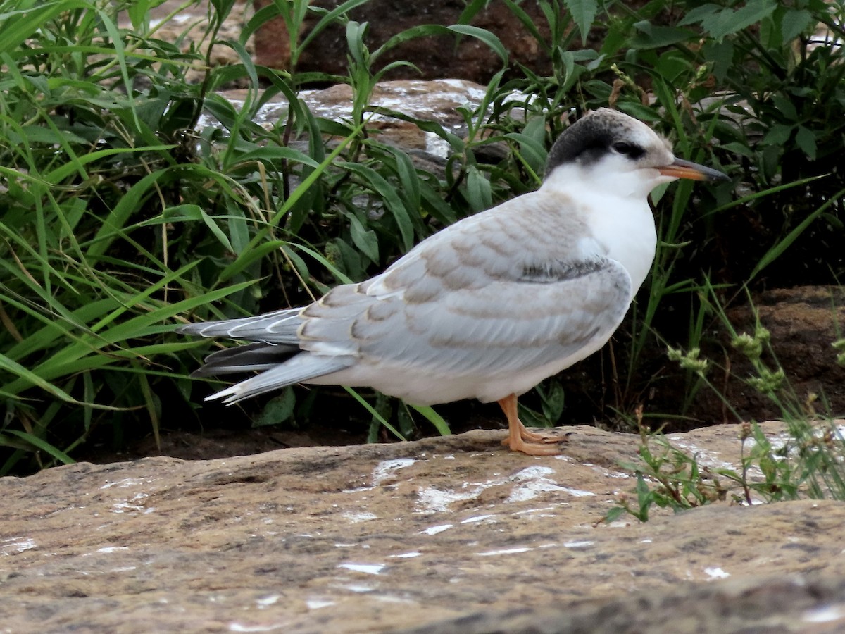 Common Tern - ML474002791