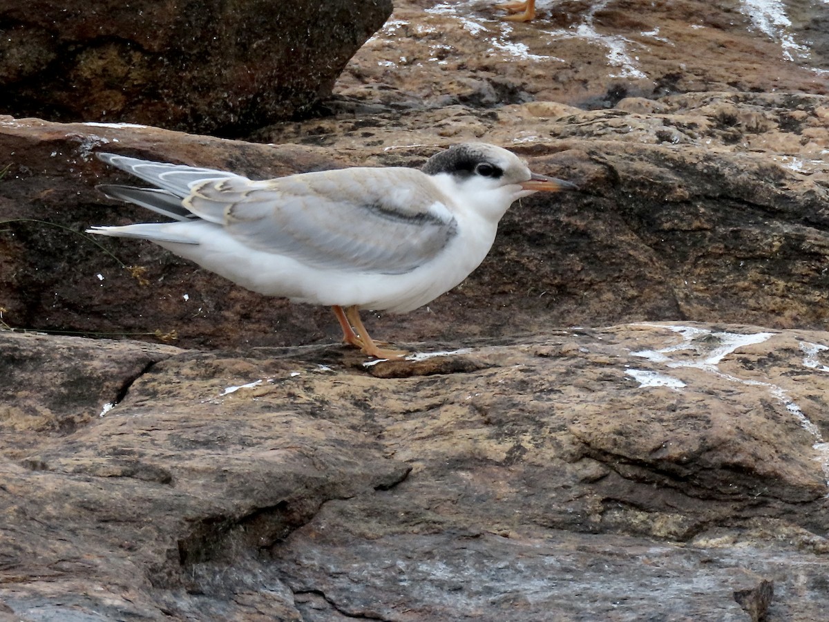 Common Tern - ML474002871