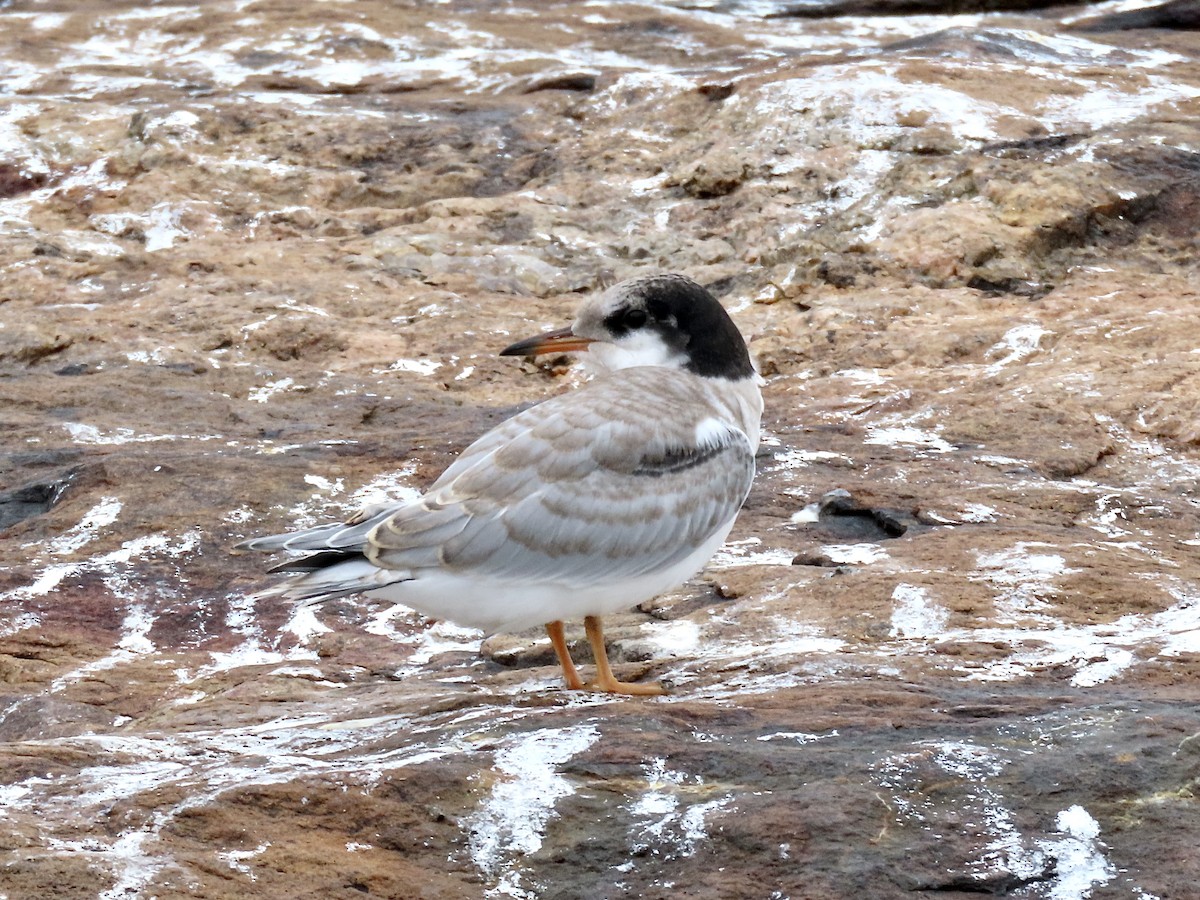 Common Tern - ML474002901