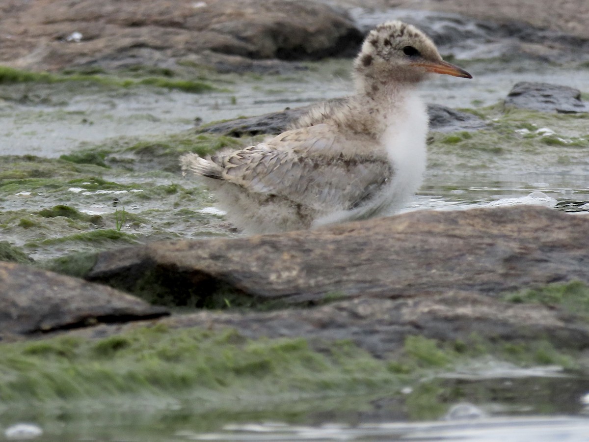 Common Tern - ML474002951