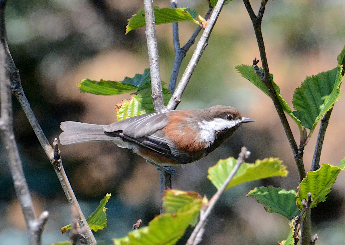 Chestnut-backed Chickadee - ML474003331