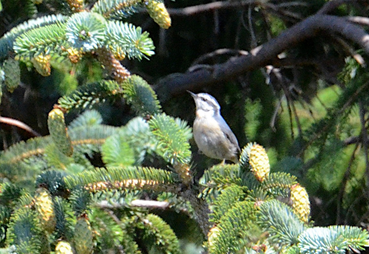 Red-breasted Nuthatch - ML474003421