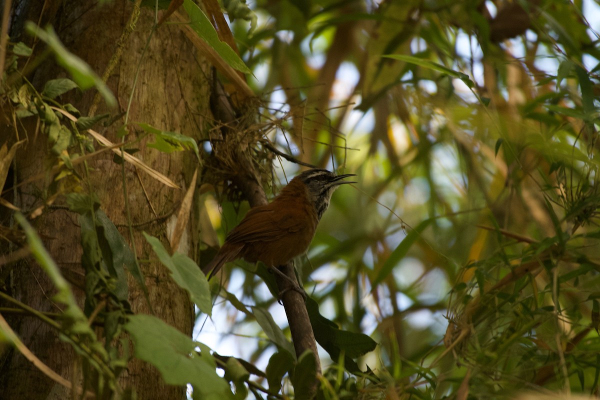 Plain-tailed Wren (Plain-tailed) - ML474003741