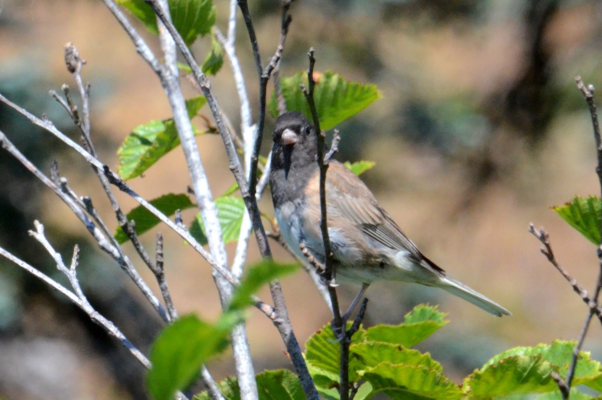Dark-eyed Junco - ML474003811