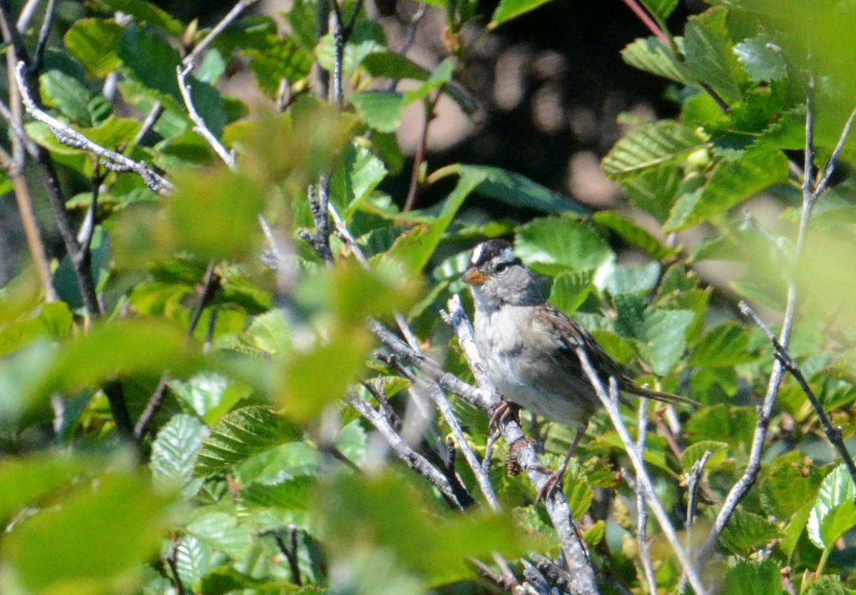 White-crowned Sparrow - ML474003871