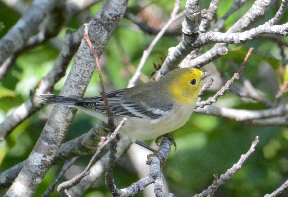 Hermit Warbler - ML474004011