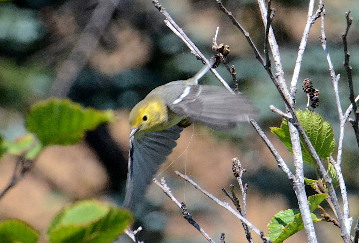 Hermit Warbler - ML474004081