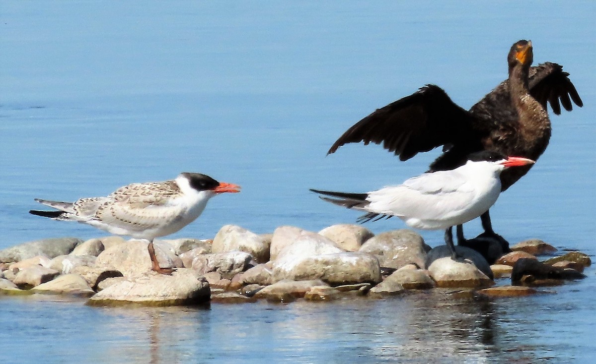 Caspian Tern - Janet Gill