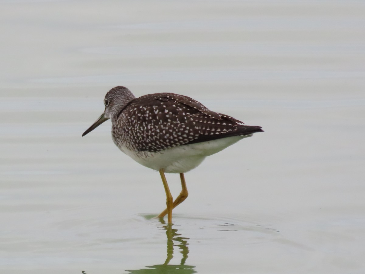 Greater Yellowlegs - ML474004951