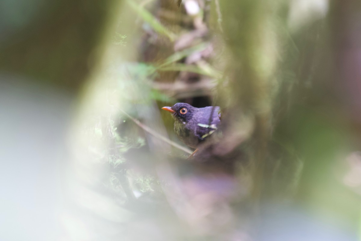 Slaty-backed Nightingale-Thrush (Slaty-backed) - Johan Bergkvist