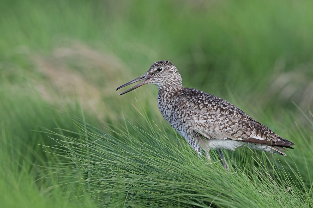 Willet - Julie Blue